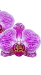 Striking Orchid Blossom - A Close-Up of Floral Beauty.