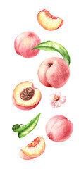 Falling fresh sweet Peach fruits. Hand drawn watercolor illustration isolated on white background