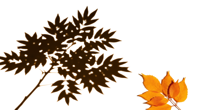 Crisp silhouette of a leafy tree branch casting sharp shadows on a warm gradient background, with vibrant golden autumn leaves in the corner. Concept of natural light and elegant simplicity