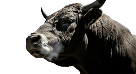 Bull profile portrait