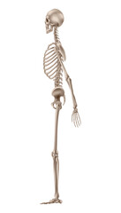Human skeleton side view. Vector skeleton 3d realistic anatomy