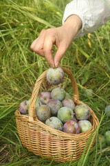 Fresh Picked Plums in Wicker Basket Ready for Sweet Summer Harvest in Green Field