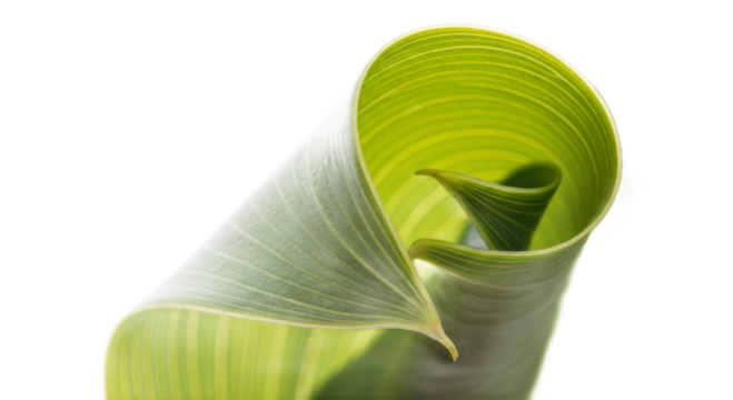 Closeup curving green leaf detail