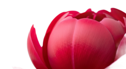 Closeup pink flower bud