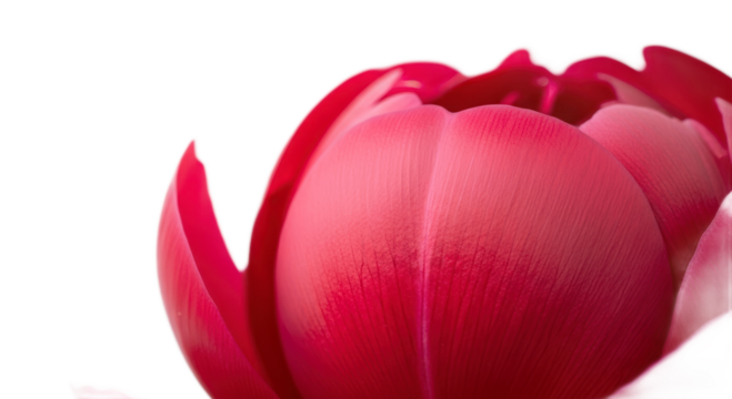 Closeup pink flower bud