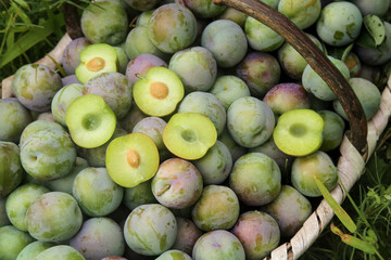 Fresh Harvest Plums in Wicker Basket - Ripe Green and Purple Stone Fruit with Golden Flesh