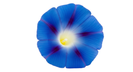 Closeup vibrant blue morning glory flower