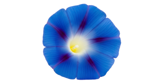 Closeup vibrant blue morning glory flower
