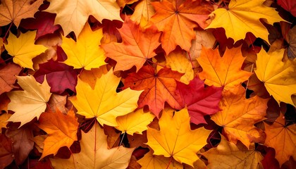 Fototapeta premium Autumn leaves carpet