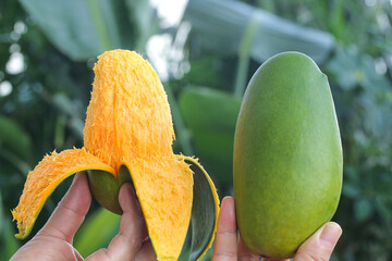 Fresh Tropical Mango Fruits in Hands - Ripe and Unripe Green Mangoes Harvest Concept