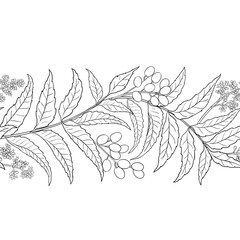 Obraz premium Neem Branch with Flowers, Berries and Leaves Outline Horizontal Seamless Pattern. Vector isolated for design or decoration.