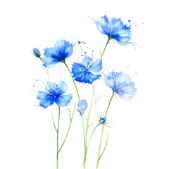 Blue Love-in-a-Mist Watercolor