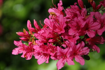 Obraz premium Japanische Azalee