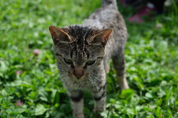 Obraz premium 利尻島の猫