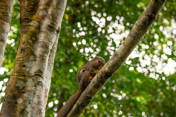 Closeup view of squirrel on tree branch in Singapore Botanic Garden