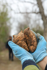 Freshly Dug Wild Asparagus Roots in Gloved Hands - Traditional Chinese Alpine Medicine Harvest