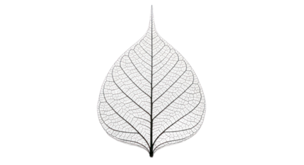 Detailed leaf vein structure image