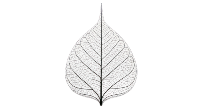 Detailed leaf vein structure image