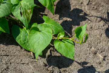 Field bindweed Convolvulus arvensis thriving in a sunlit patch of soil during the spring season showing its characteristic green leaves