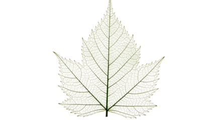 Detailed light gray leaf structure