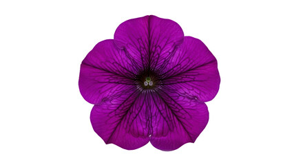 Naklejka premium Detailed purple flower image