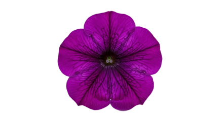 Detailed purple flower image