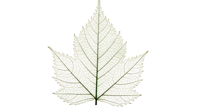 Detailed light gray leaf structure - Powered by Adobe