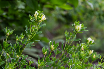 White broom blooms in a natural habitat showcasing lush green foliage and delicate white flowers under bright daylight