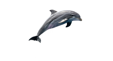 Dolphin leaping splash transparent background