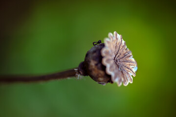 closeup of a bud, nacka,sverige,sweden,summer,stoclholm
