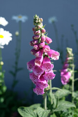 Vibrant purple foxglove flower blooming outdoors with blurred daisies in background © Vicky