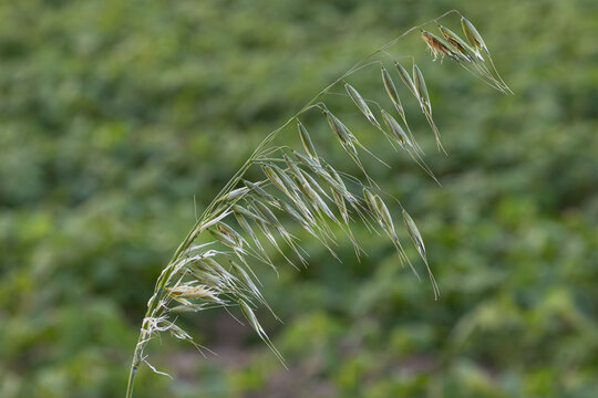 Wild oat plant Avena fatua showcasing its long flowering stem with distinctive awns thriving in a lush green field during early summer sunlight