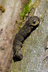 Raupe des Mittleren Weinschwärmers // Caterpillar of the Elephant hawk moth (Deilephila elpenor)