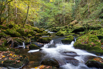 Obraz premium a stream in the forest, which has moss on the rocks and leaves