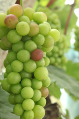 Bountiful Green Grape Cluster Ripening in Xinjiang Vineyard During Peak Harvest Season