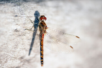 dragonfly close updragonfly on a branch, nacka,sverige,sweden,summer,stoclholm