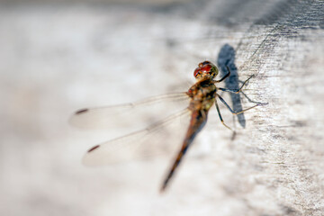 dragonfly on a branch, nacka,sverige,sweden,summer,stoclholm