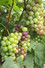 Bountiful grape harvest at peak ripening stage in Xinjiang vineyard with giant colorful clusters