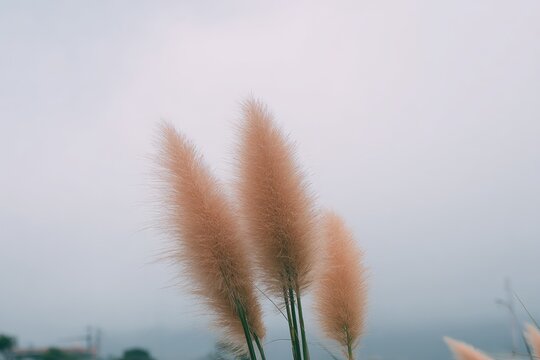 Soft beige grass plumes against a pale sky