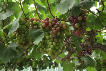 Bountiful Purple and Green Grapes Growing on Vines in Xinjiang Vineyards During Harvest Season