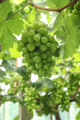 Fresh Green Grapes Hanging on Vine in Vineyard Ready for Harvest Season