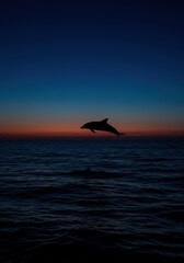 Dolphin Silhouette at Sunset A Breathtaking Ocean Scene