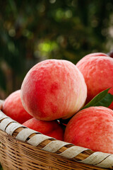 Fresh Ripe Peaches in Wicker Basket with Natural Green Background