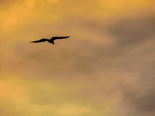 Seagull Silhouette against Golden Sky at Sunrise