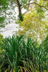 A close-up shot of lush tropical greenery in the Singapore Botanic Gardens