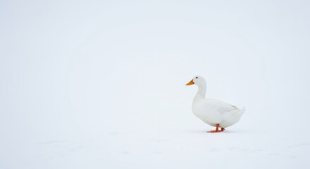 White Duck in Snowy Landscape