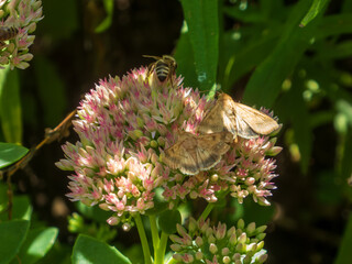Honeybee and Moths on a Sedum Flower