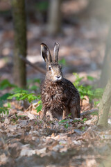 Brown Hare in a Forest