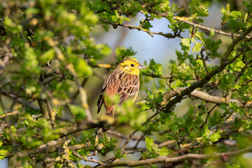 Yellowhammer in a Tree