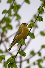 Greenfinch on a branch